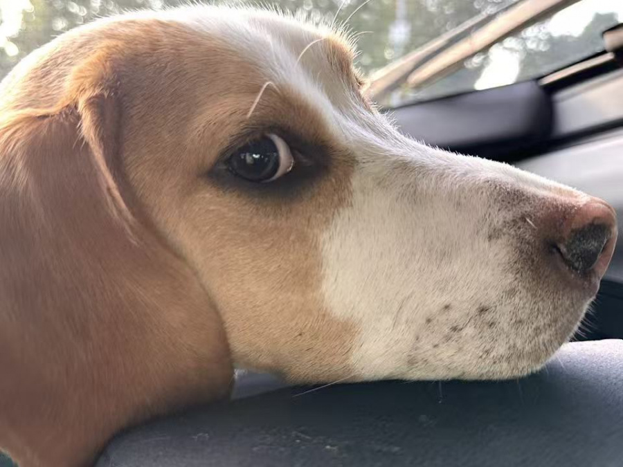 Beagle for sale in Dublin - photo 2