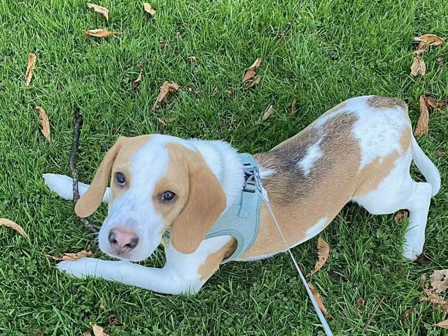 Beagle for sale in Dublin - photo 3