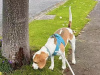 Beagle for sale in Dublin - photo 4