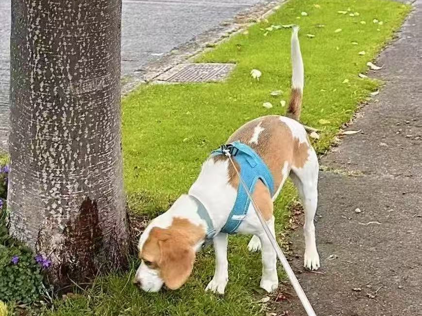 Beagle for sale in Dublin - photo 4
