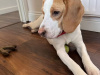 Beagle for sale in Dublin - photo 5
