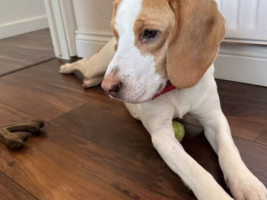 Beagle for sale in Dublin - photo 5