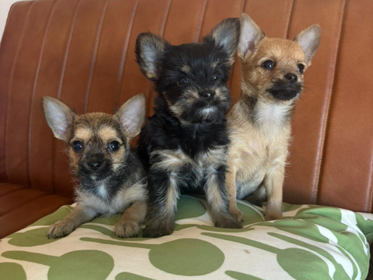 Chihuahua cross yorki