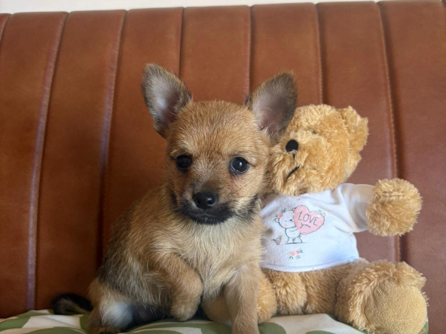 Chihuahua for sale in Meath - photo 2