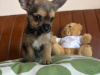 Chihuahua for sale in Meath - photo 3