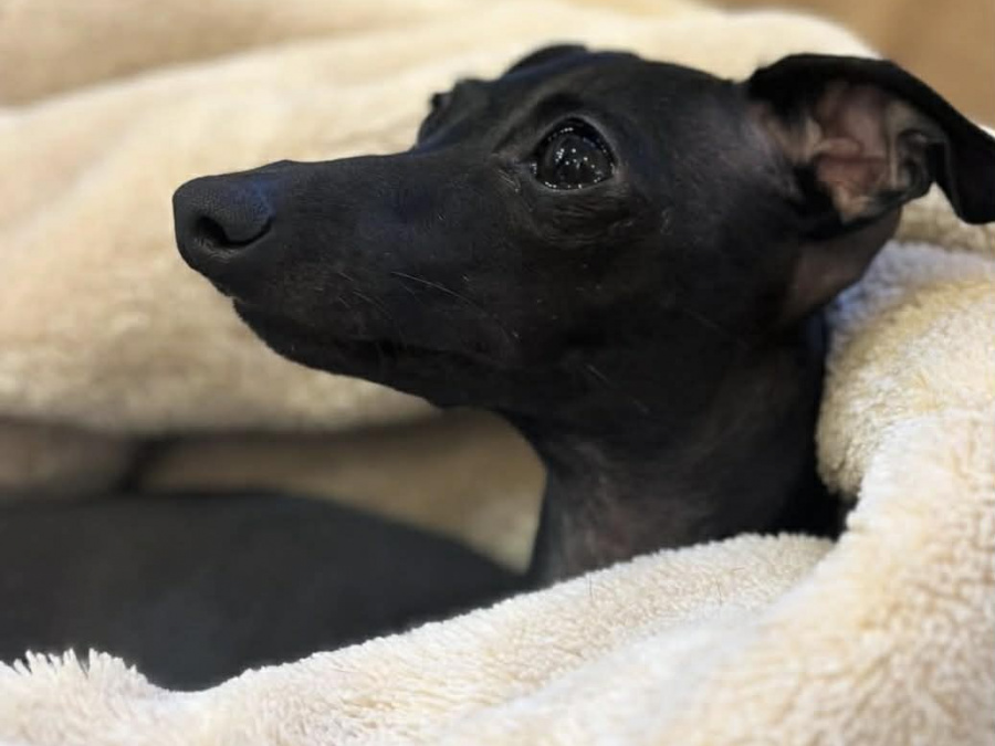 Italian Greyhound for sale in Meath - photo 2