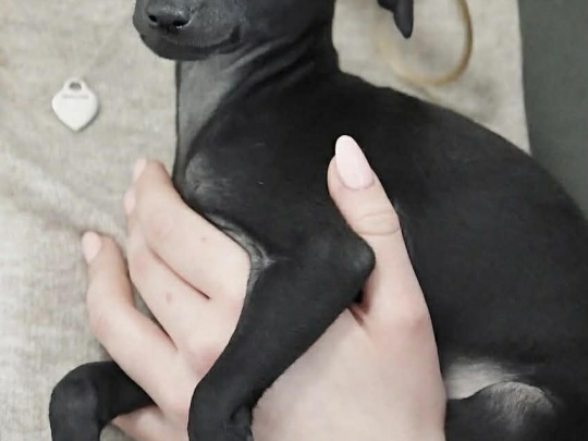 SMALL HOUSE PETS 🐕 Italian greyhound pup  💗💗
