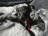 Italian Greyhound for sale in Meath - photo 4