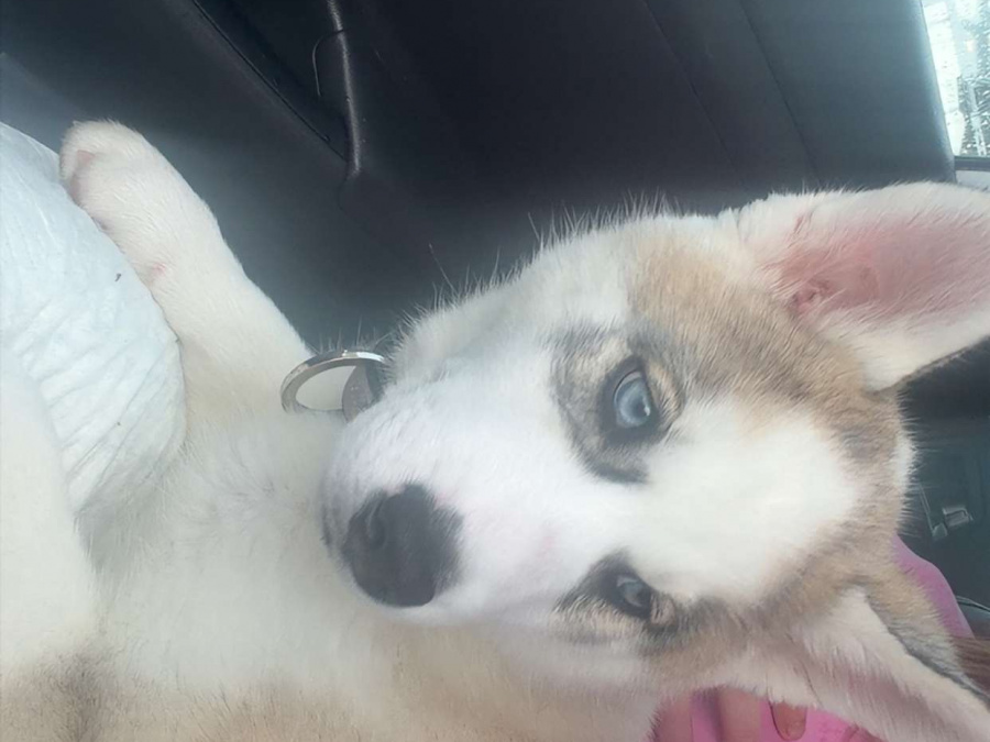 Siberian Husky for sale in Dublin - photo 1