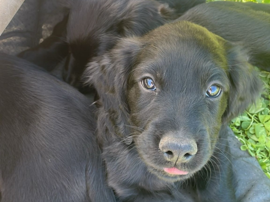Irish Red Setter x Sprocker Spaniel Puppies – Beautiful Black Coats