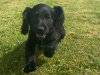 Irish Setter for sale in Carlow - photo 3