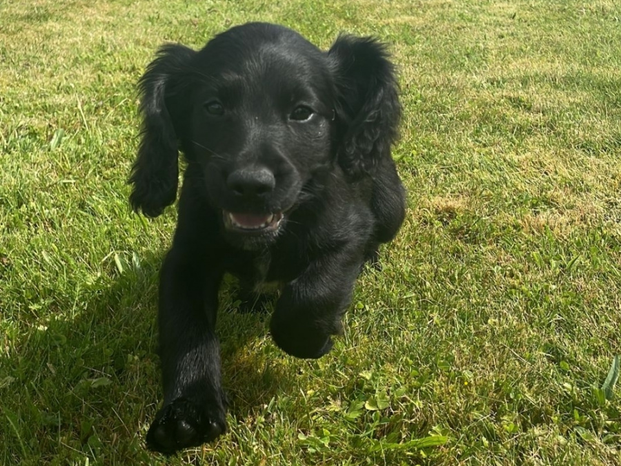 Irish Setter for sale in Carlow - photo 3