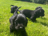Irish Setter for sale in Carlow - photo 2