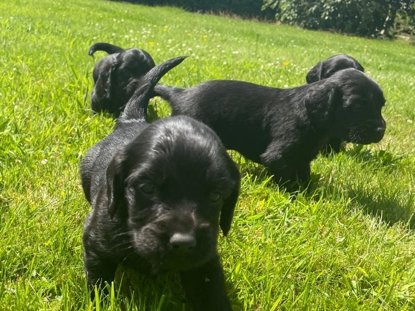 Irish Setter for sale in Carlow - photo 2