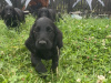 Irish Setter for sale in Carlow - photo 4