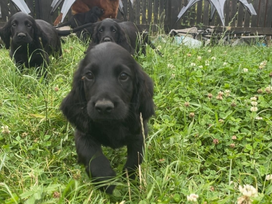 Irish Setter for sale in Carlow - photo 4