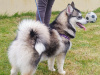 Pomsky for sale in Limerick - photo 3