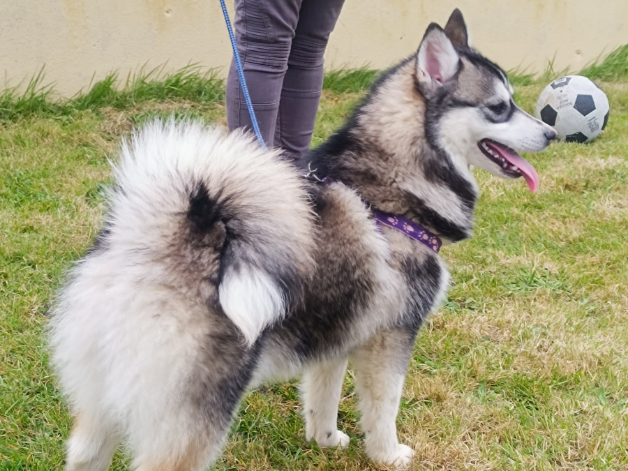 Pomsky for sale in Limerick - photo 3