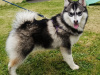 Pomsky for sale in Limerick - photo 1