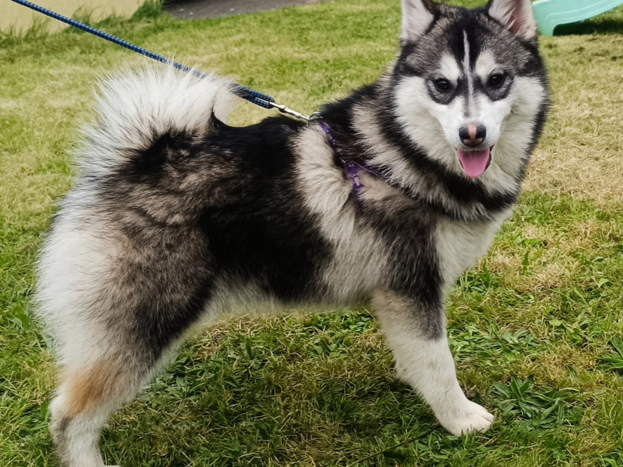 Pomsky for sale in Limerick - photo 1