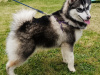 Pomsky for sale in Limerick - photo 2