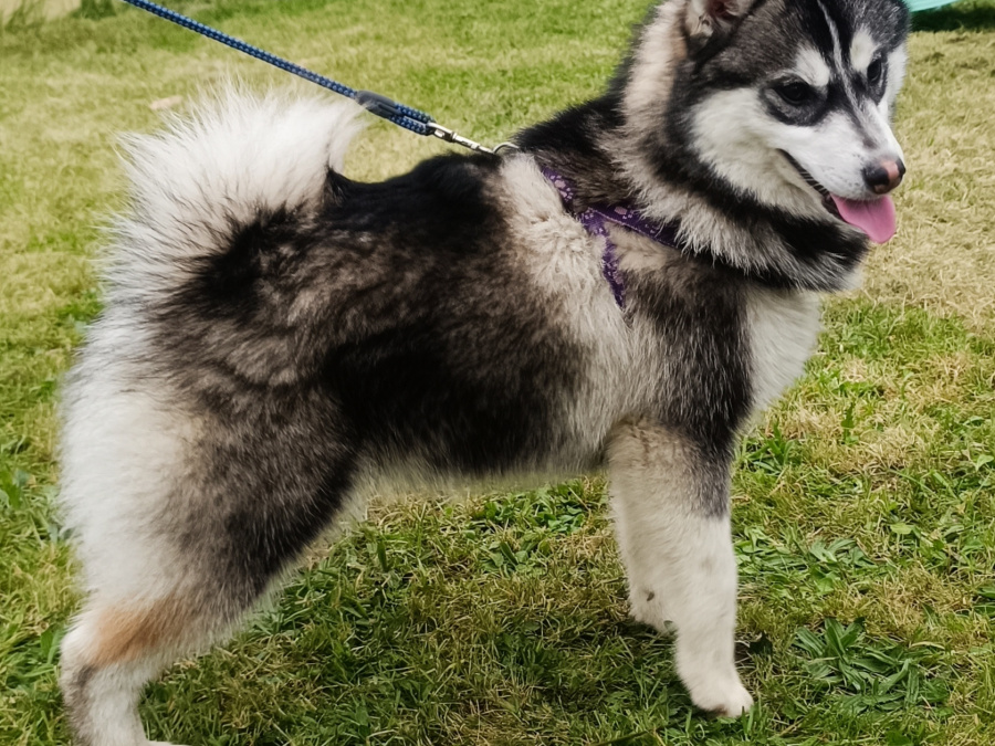 Pomsky for sale in Limerick - photo 2