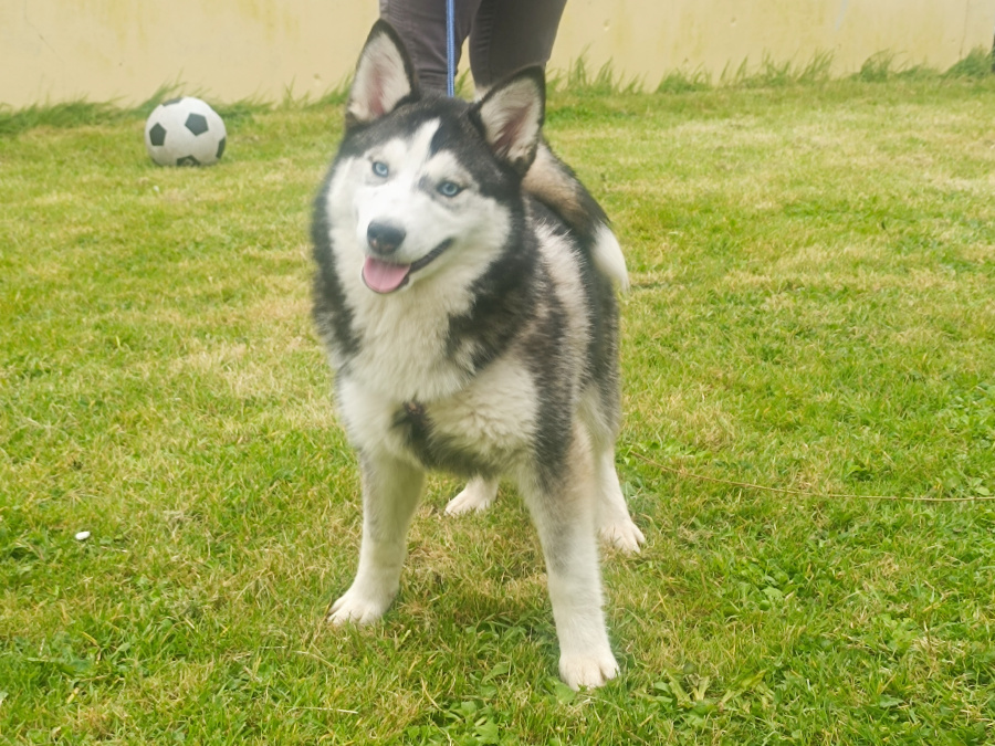 Pomsky for sale in Limerick - photo 10