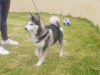 Pomsky for sale in Limerick - photo 8