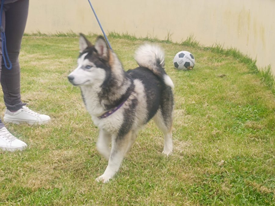 Pomsky for sale in Limerick - photo 8