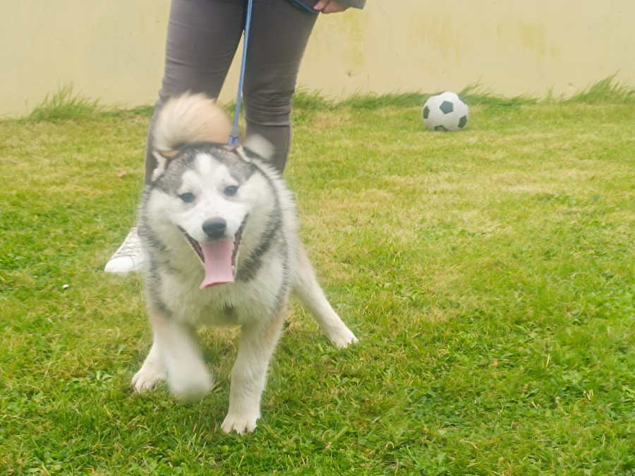 Pomsky for sale in Limerick - photo 7