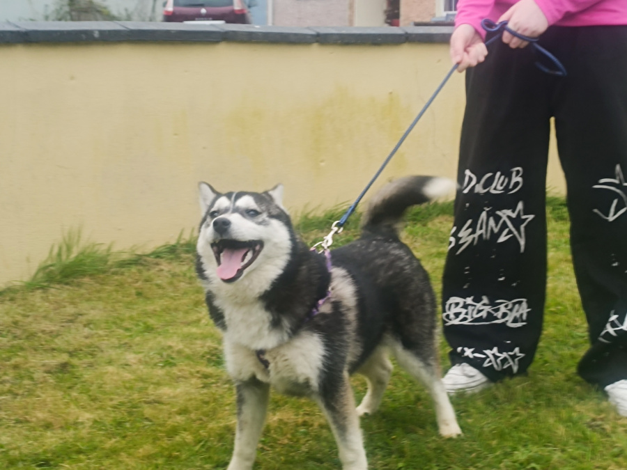 Pomsky for sale in Limerick - photo 5
