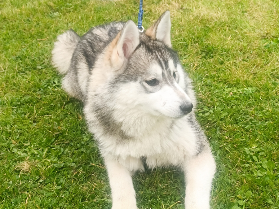 Pomsky for sale in Limerick - photo 9