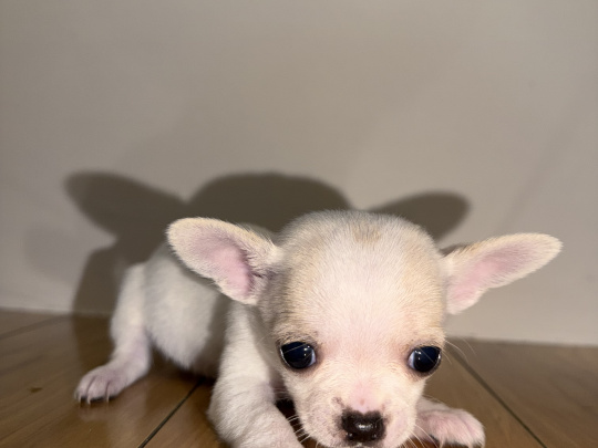 Full breed teacup chihuahuas for sale