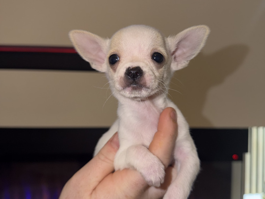 Full breed teacup chihuahuas for sale