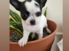 Chihuahua for sale in Tipperary - photo 1