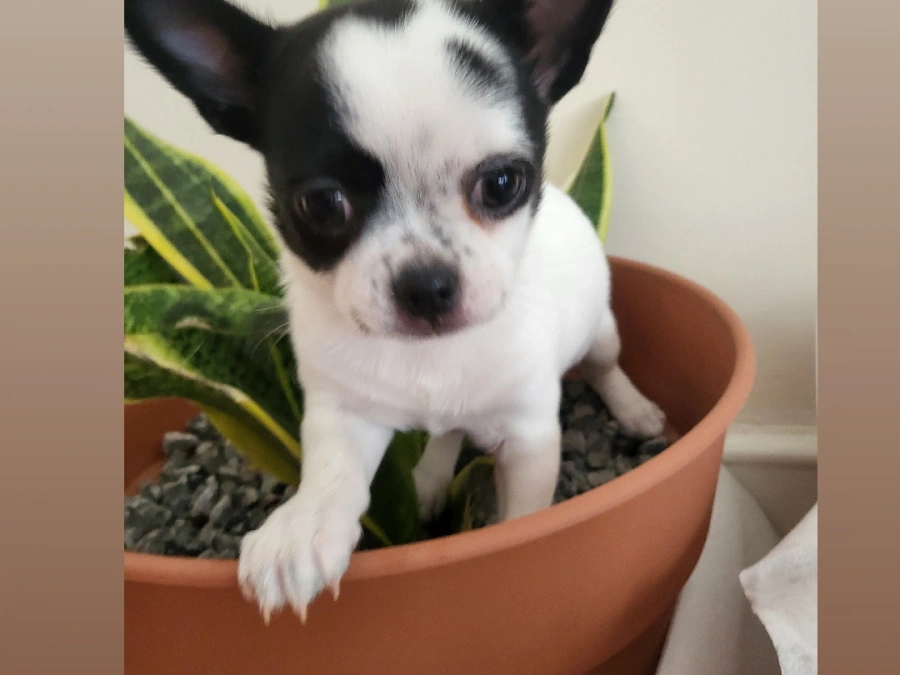 Chihuahua for sale in Tipperary - photo 1