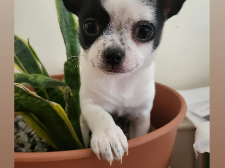 Chihuahua for sale in Tipperary - photo 3