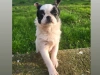 Chihuahua for sale in Tipperary - photo 1