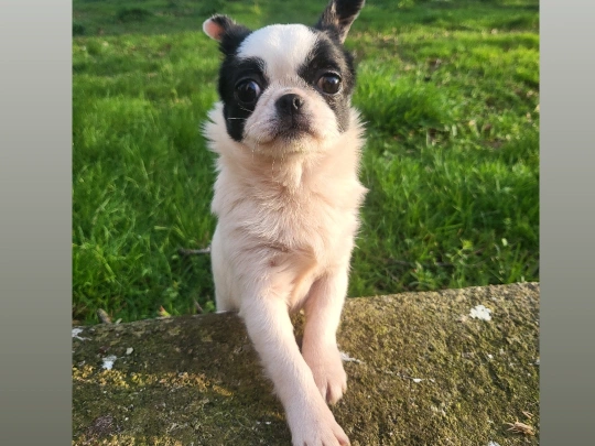 Chihuahua femaleIKC registered in Tipperary