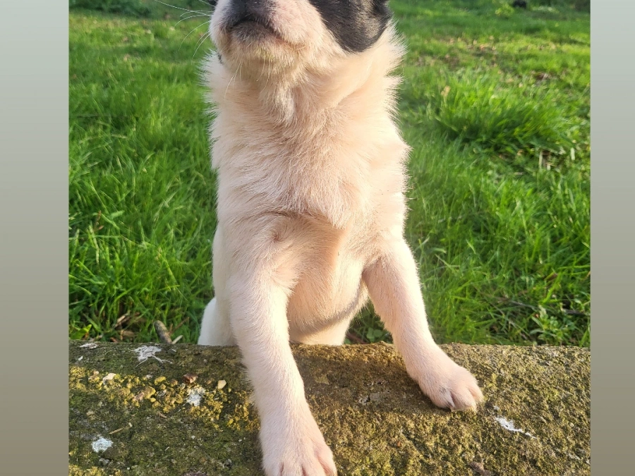 Chihuahua for sale in Tipperary - photo 2
