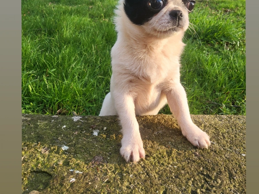 Chihuahua for sale in Tipperary - photo 3