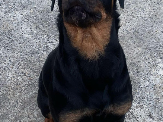 ROTTIE FEMALE
