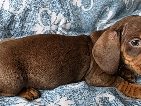 Minature daschund puppies in Dublin
