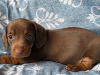 Dachshund for sale in Dublin - photo 2