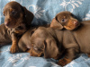 Dachshund for sale in Dublin - photo 4