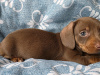 Dachshund for sale in Dublin - photo 5