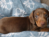 Dachshund for sale in Dublin - photo 3