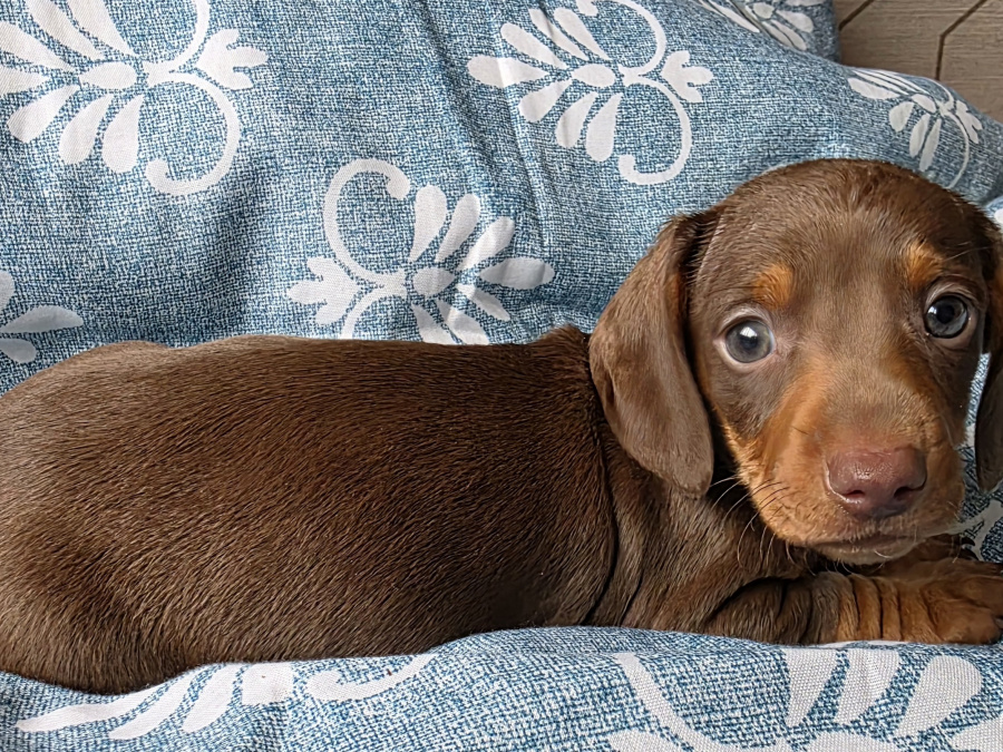 Dachshund for sale in Dublin - photo 3