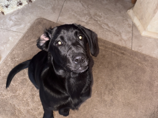 Black Labrador female
