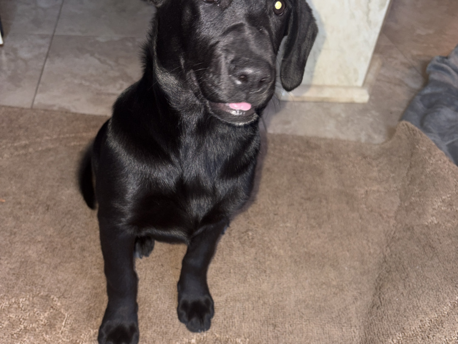 Labrador Retriever for sale in Dublin - photo 2